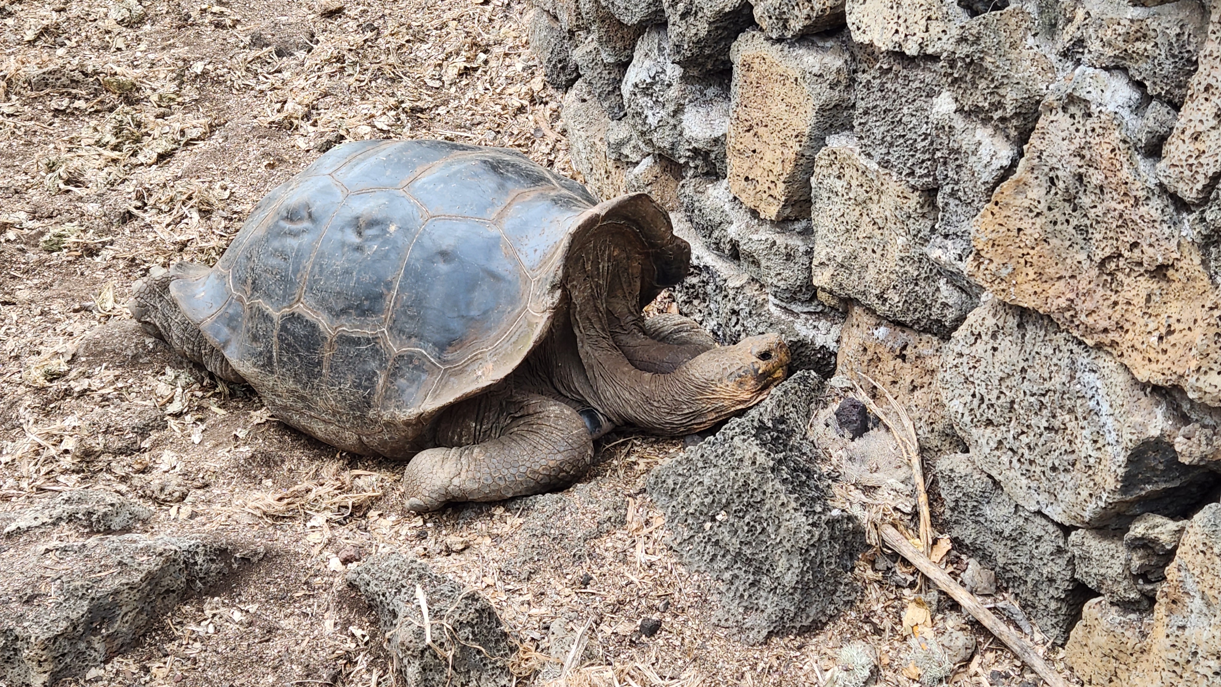 Tortoise Image 7