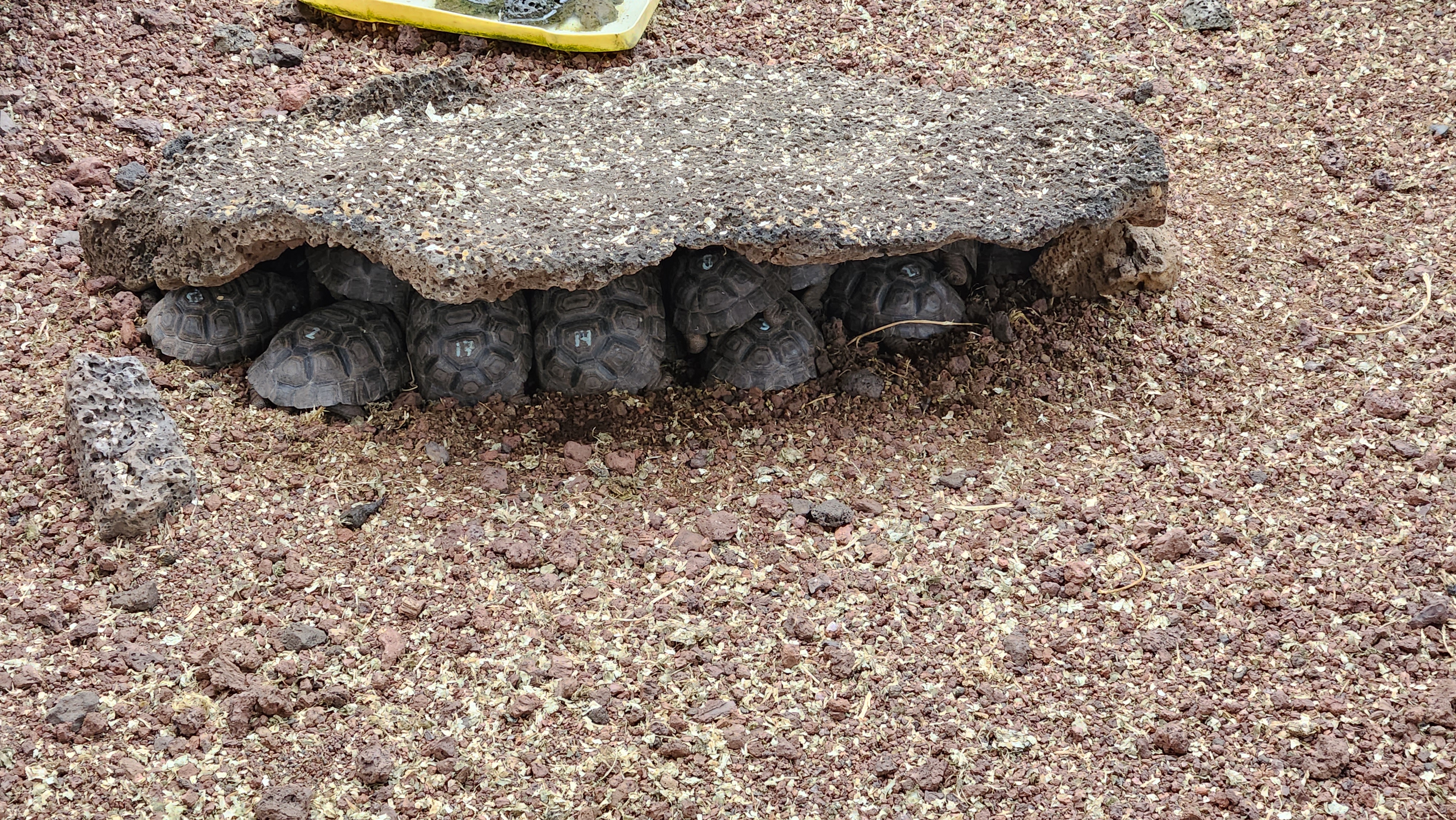 Tortoise Image 3