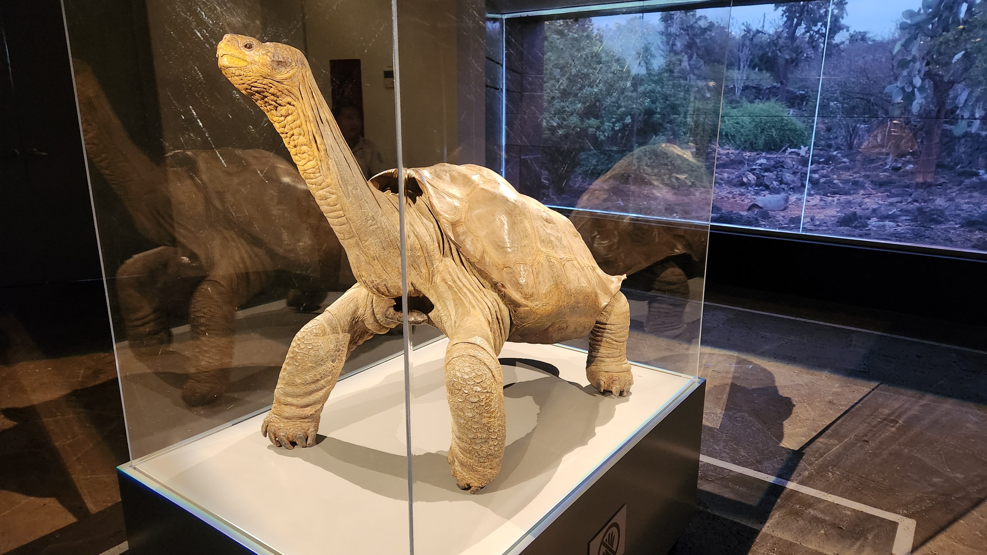Tortoise Image 5