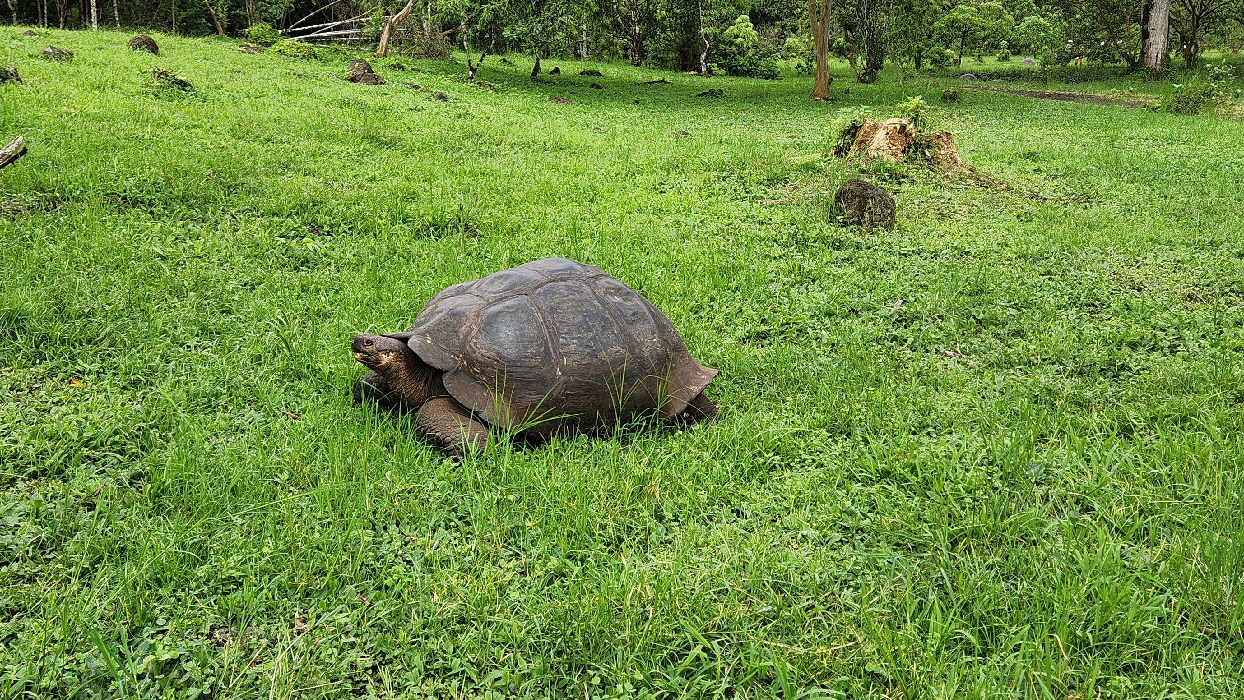 Tortoise Image 2