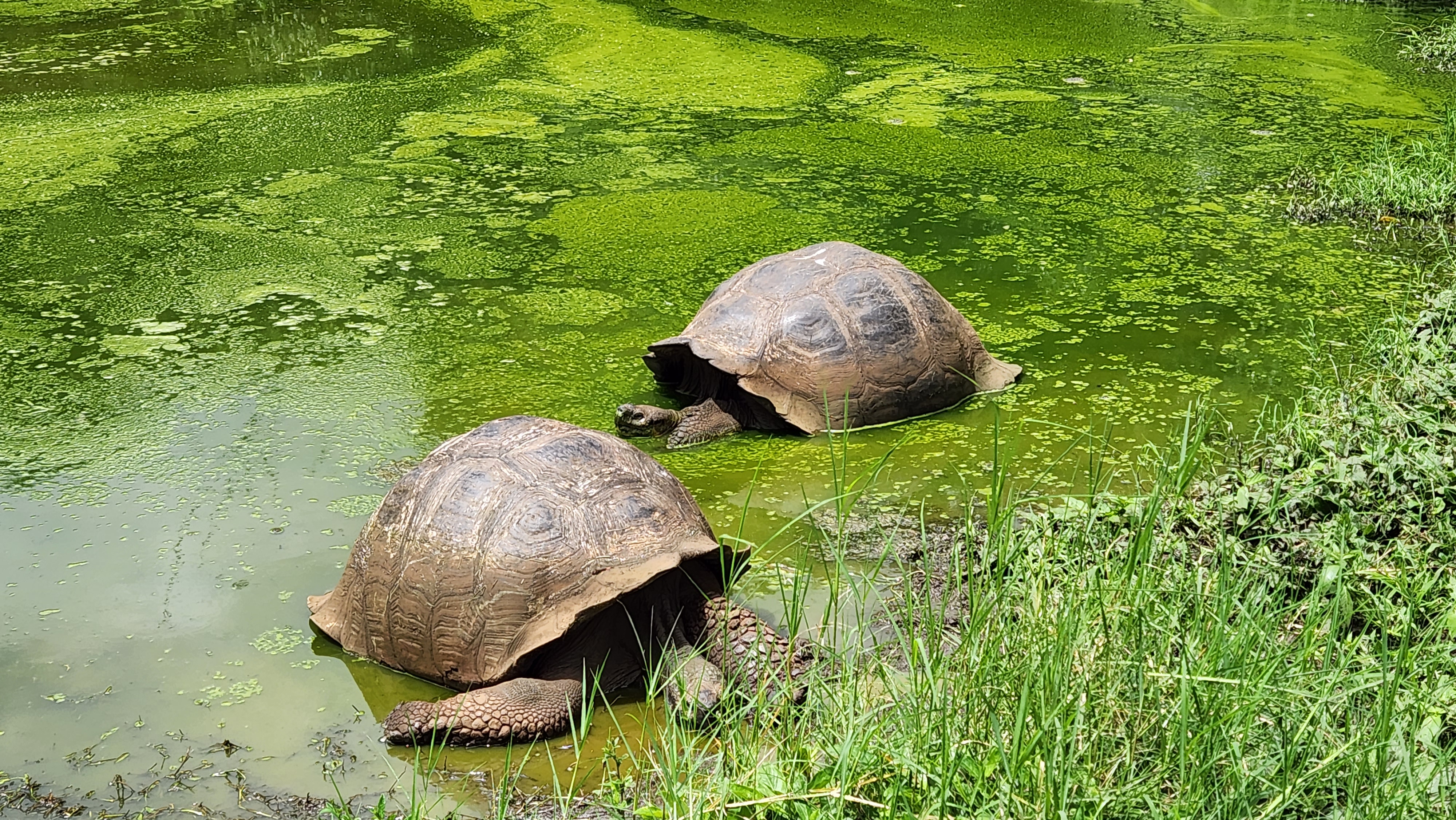 Tortoise Image 6