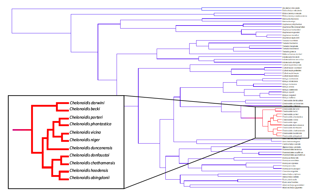 Phylogeny