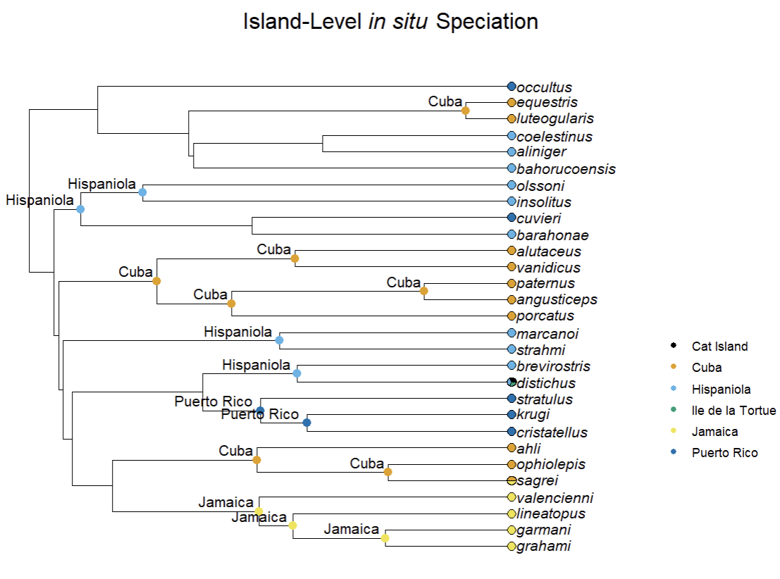 Figure 1. The example Anolis phylogeny with ancestral island states visualized on the nodes.